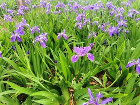 鸢尾花
