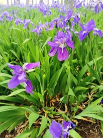 鸢尾花