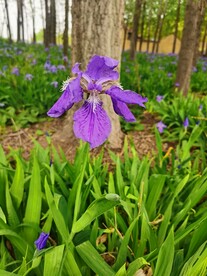 鸢尾花