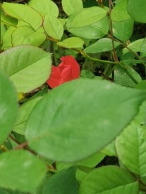 玫瑰花 