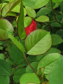 玫瑰花