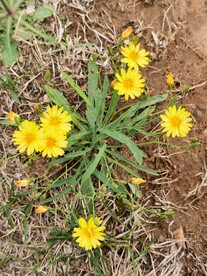 苦菜花