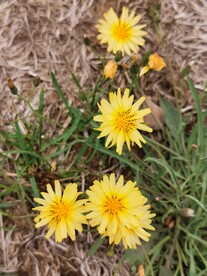 苦菜花