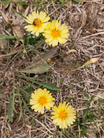 苦菜花