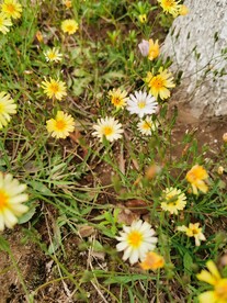 苦菜花