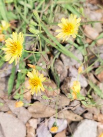 苦菜花