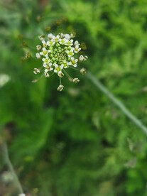 荠菜花