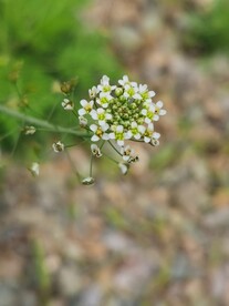 荠菜