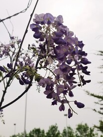 紫藤花