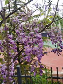 紫藤花