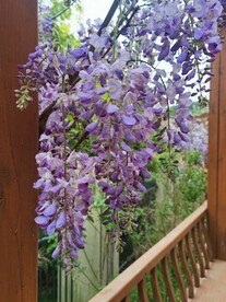 紫藤花
