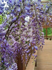 紫藤花