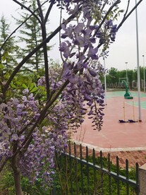 紫藤花