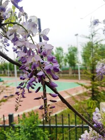 紫藤花