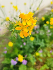 油菜花