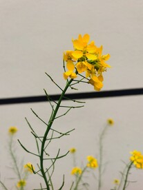  油菜花