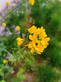 油菜花