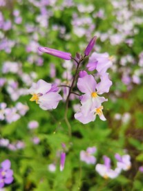 诸葛菜