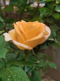 玫瑰花