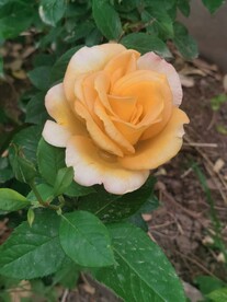 玫瑰花