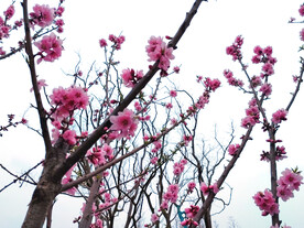 桃花枝头