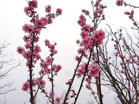 春天桃花开