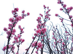 桃花开