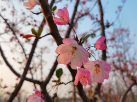 海棠花