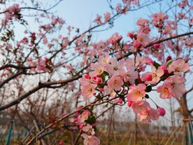海棠花开