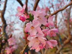 海棠花特写