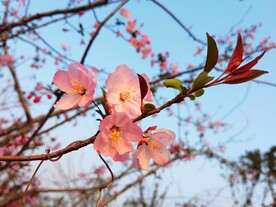 海棠花特写