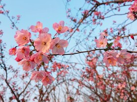 海棠花开了