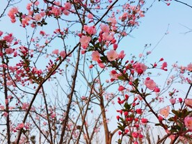 海棠花开
