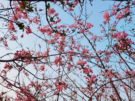 海棠花