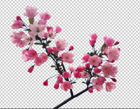 海棠花透明图