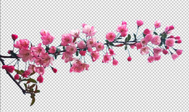 海棠花免抠图