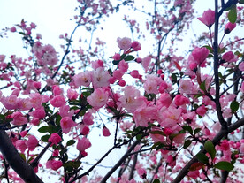 海棠花