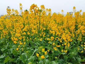 油菜花开