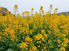 油菜花