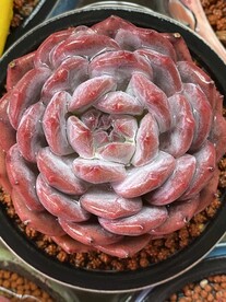 多肉盆栽