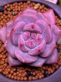 多肉盆栽