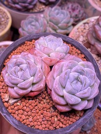 多肉盆栽