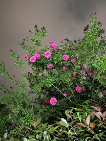 月季花