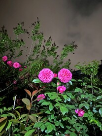 紫色月季花