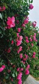 红花