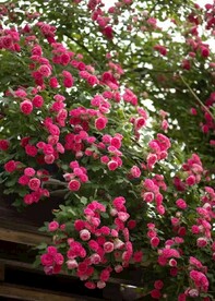 月季花花海