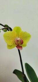 兰花
