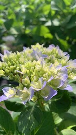 绣球花
