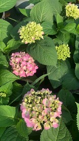 绣球花