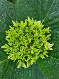 绣球花